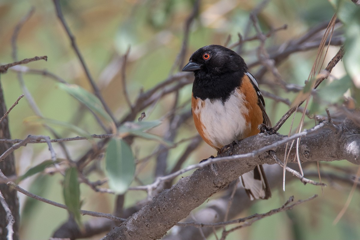 Spotted Towhee - Levi Plummer