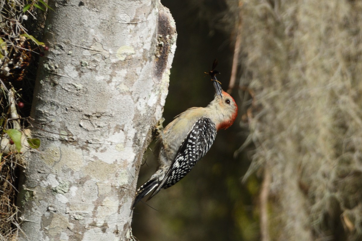 Red-bellied Woodpecker - Jason Chen