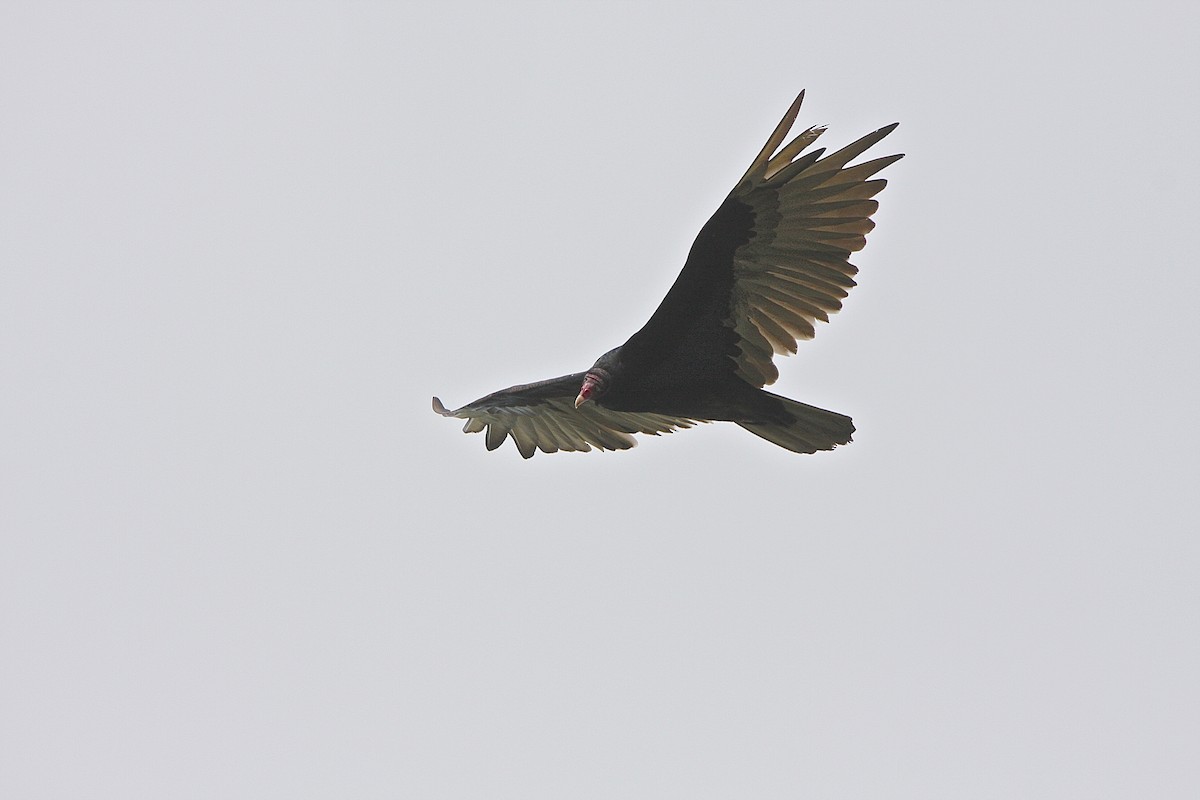 Turkey Vulture - Bob Bidney