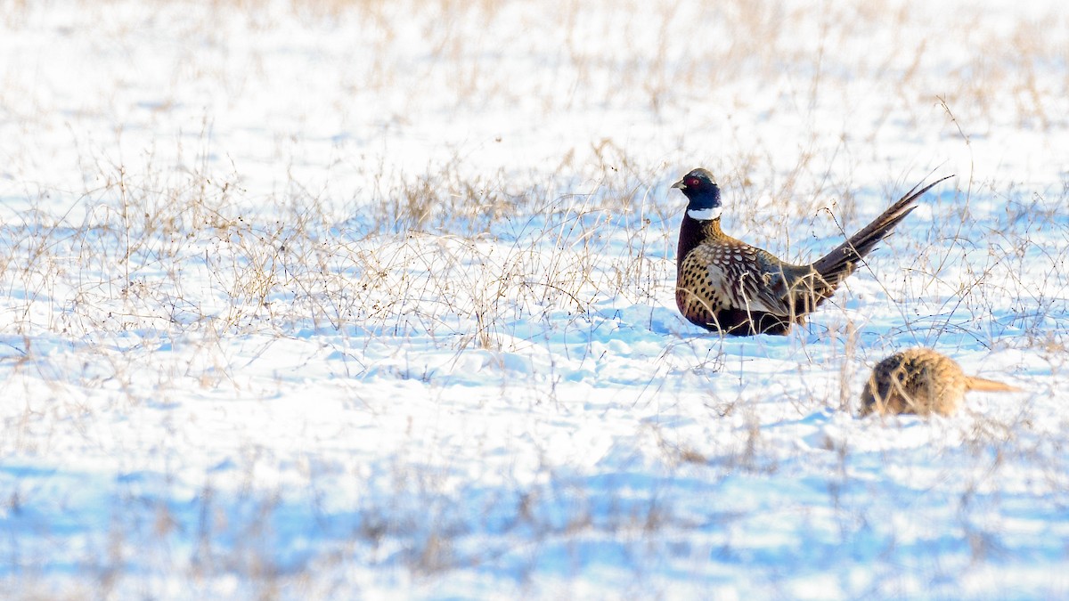 Ring-necked Pheasant - ML309297071