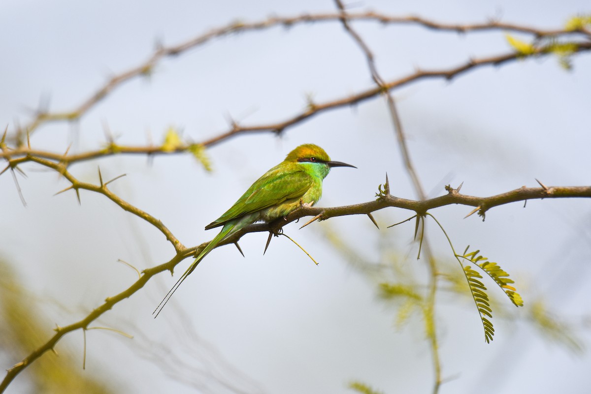 Asian Green Bee-eater - Ansar Ahmad Bhat