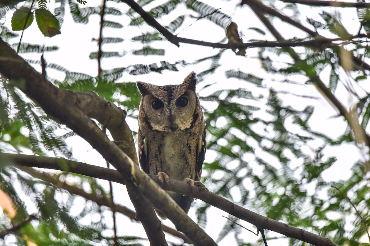 Indian Scops-Owl - Ansar Ahmad Bhat