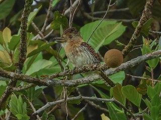  - Western Striolated-Puffbird