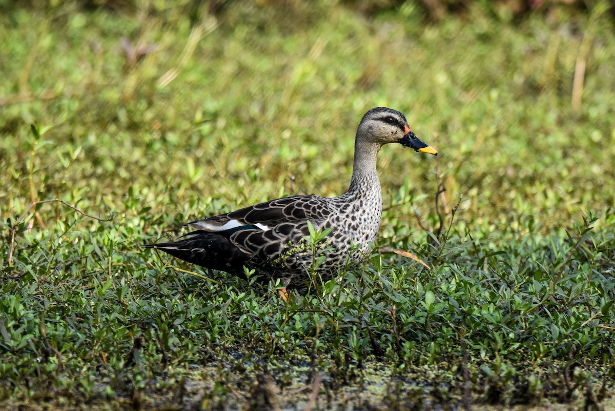 Indian Spot-billed Duck - ML309298201