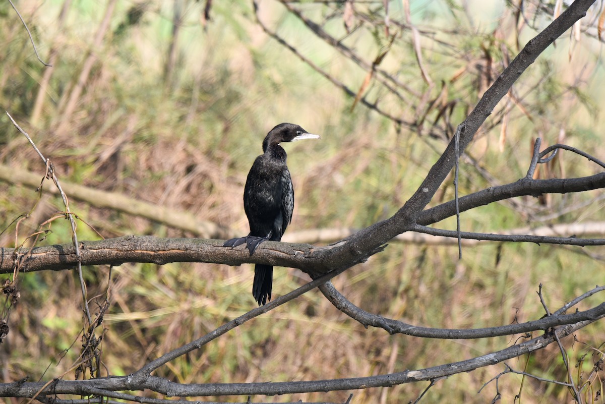 Little Cormorant - Ansar Ahmad Bhat