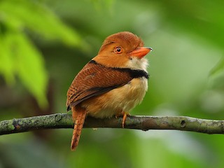 Collared Puffbird - Bucco capensis - Birds of the World