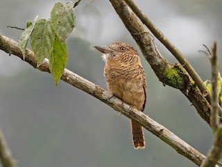  - Barred Puffbird