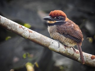  - Chestnut-capped Puffbird