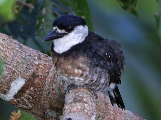  - Brown-banded Puffbird