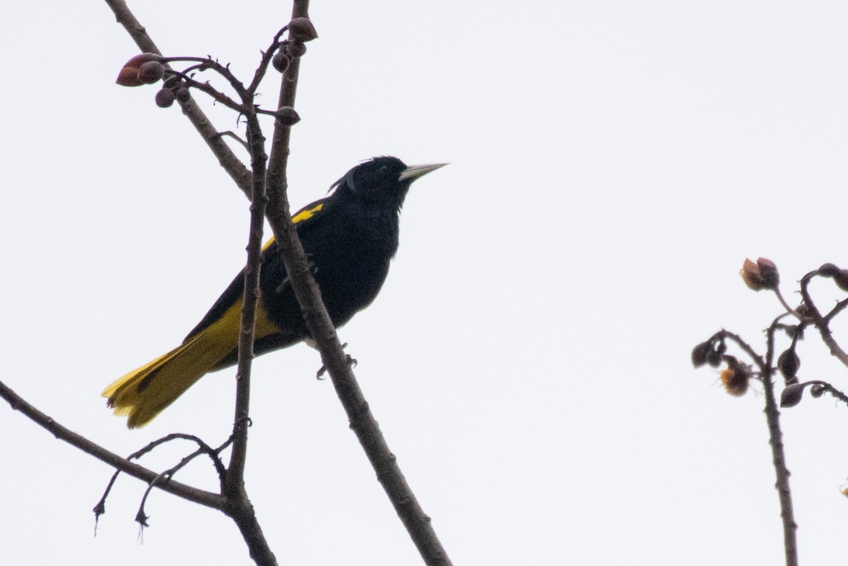 Yellow-winged Cacique - ML309304441