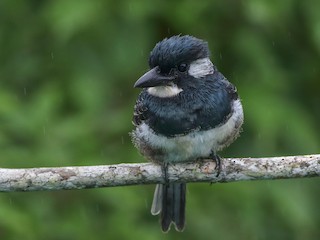  - Black-breasted Puffbird