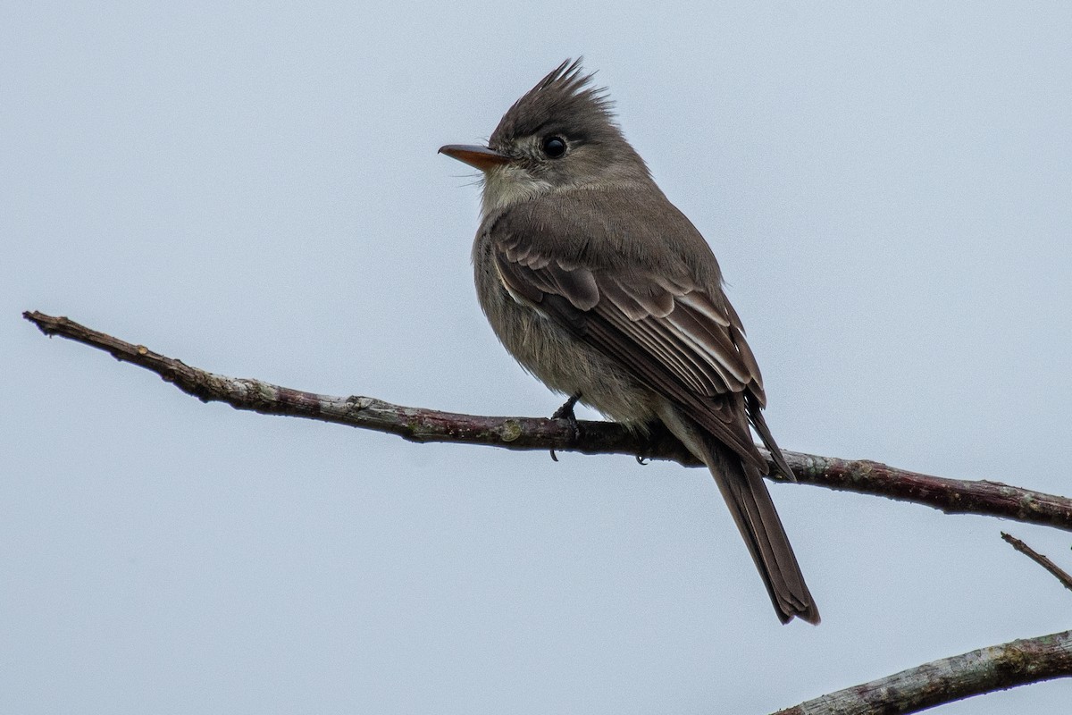 Greater Pewee - ML309305511