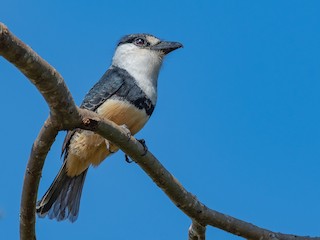  - Buff-bellied Puffbird