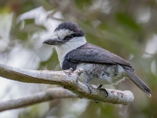 White-necked Puffbird - Notharchus hyperrhynchus - Birds of the World