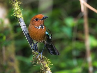  - Rufous-headed Ground-Roller