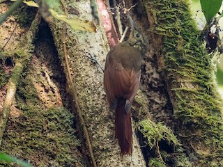  - Long-tailed Woodcreeper