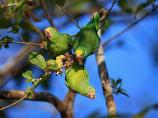  - Tui Parakeet