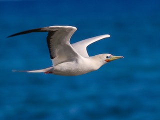 White Morph Red-footed Booby, Red footed Boobies are the sm…