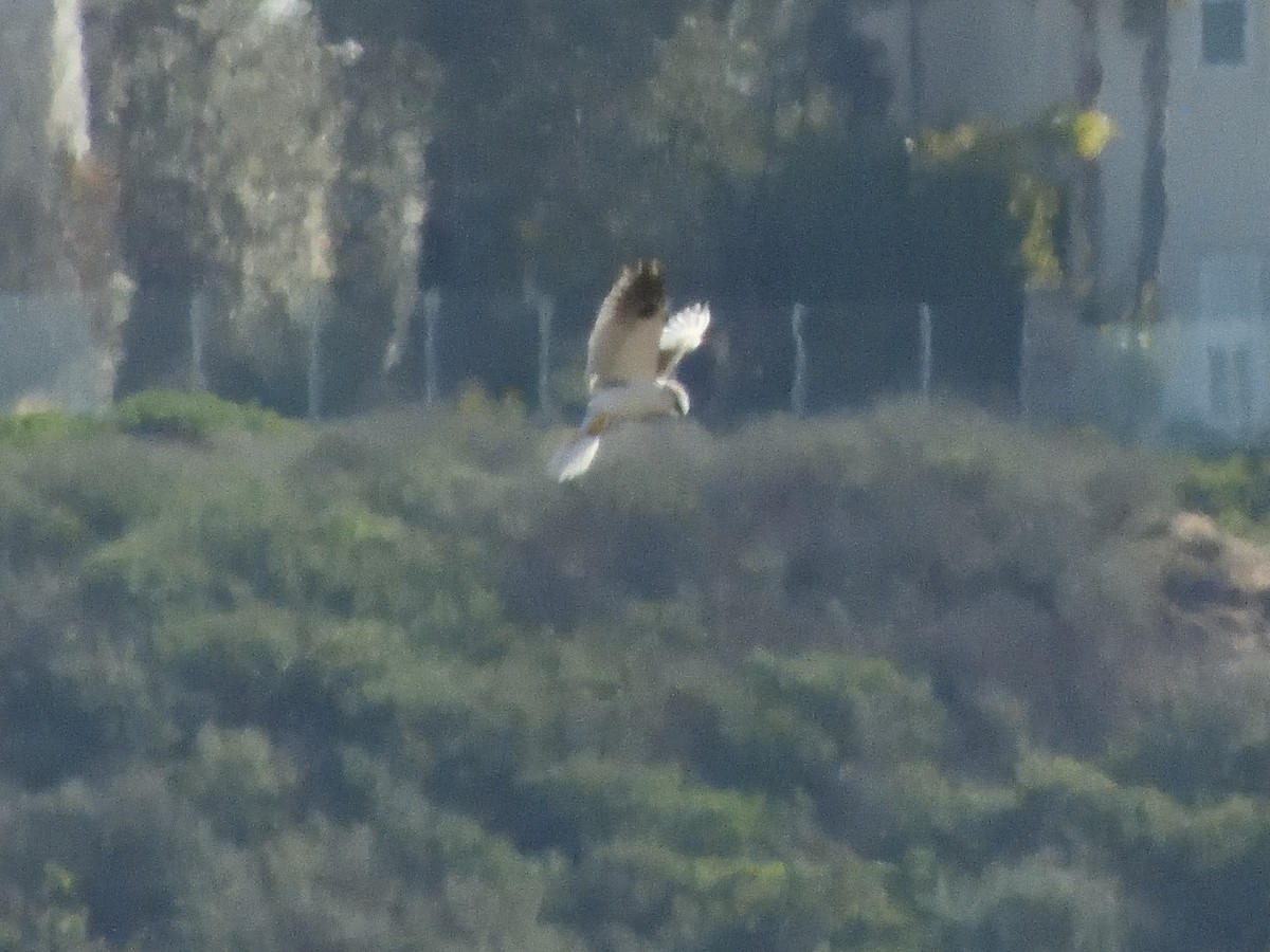 White-tailed Kite - ML309315641