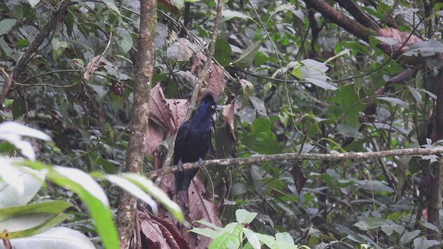 Amazonian Umbrellabird - ML309327611