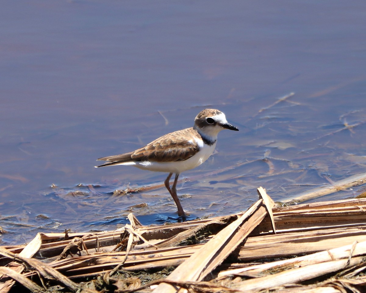 Collared Plover - ML309332761