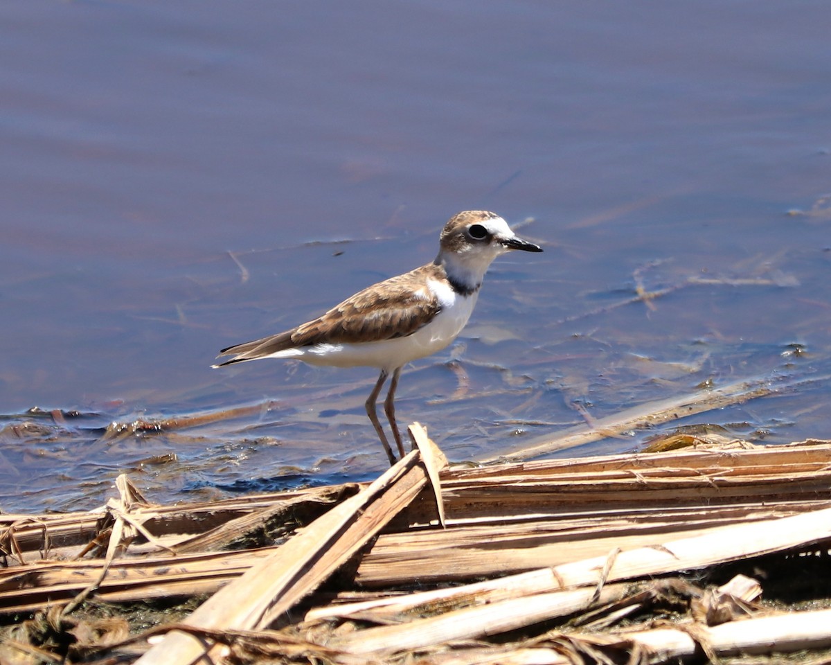 Collared Plover - ML309332791
