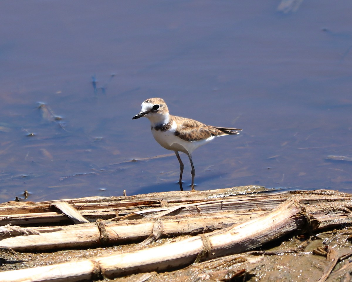 Collared Plover - ML309332841