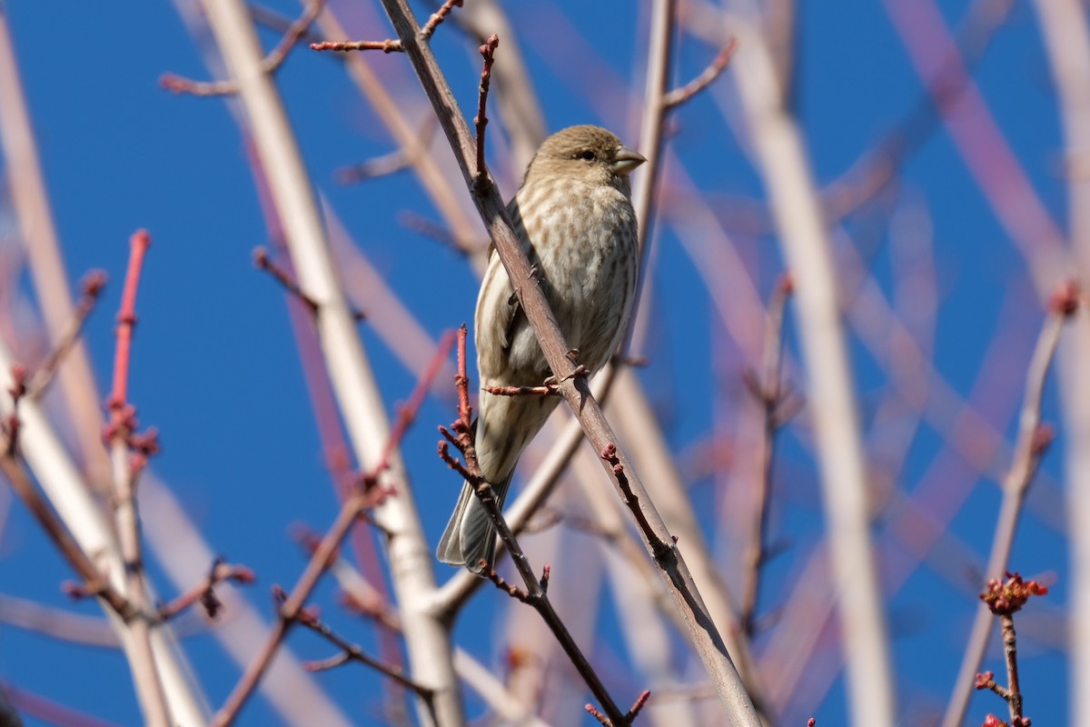 House Finch - Andy N