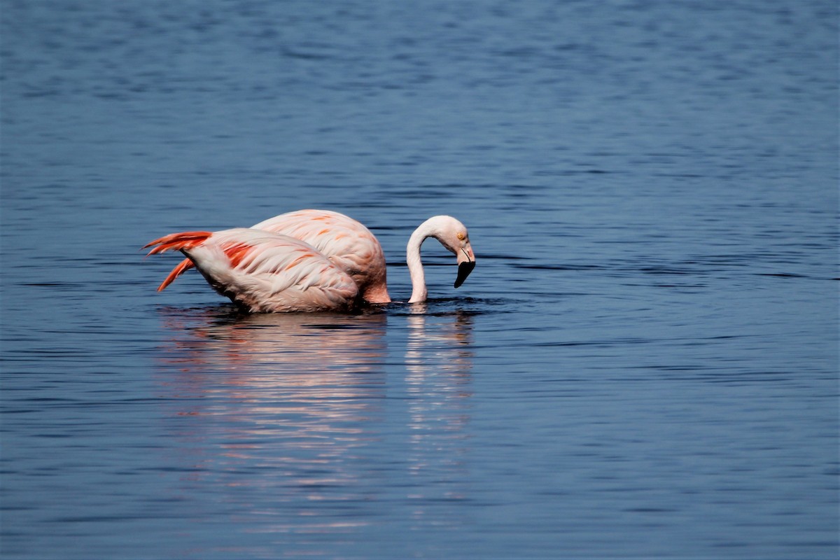 Chilean Flamingo - JESSICA ARRIGORRIA