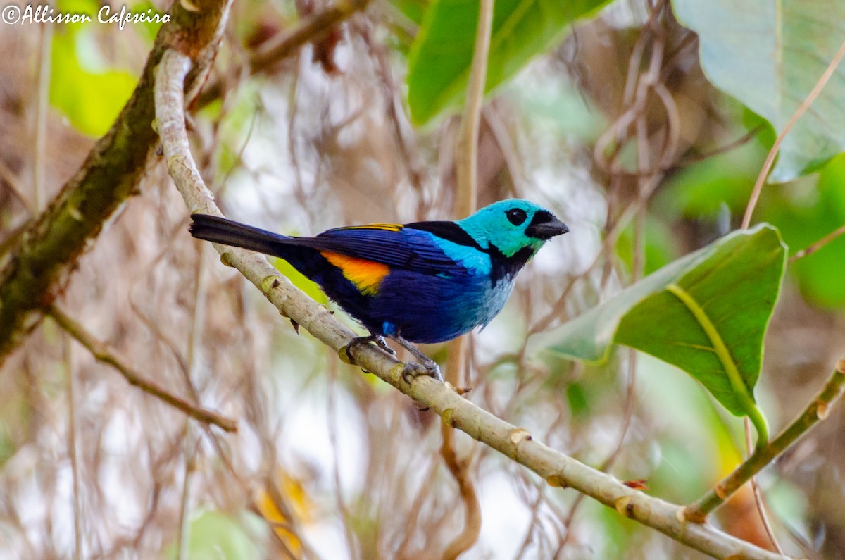 Seven-colored Tanager - ML309337611