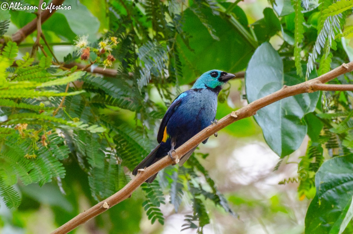 Seven-colored Tanager - ML309337621