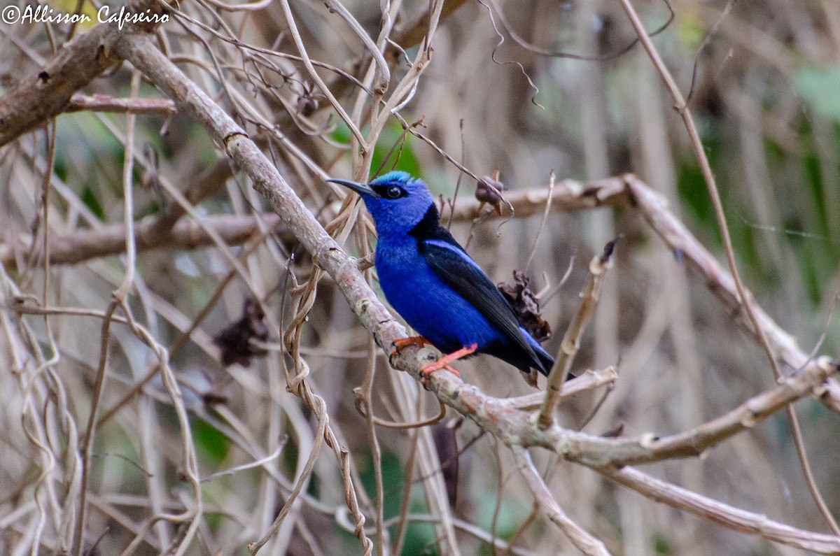 Red-legged Honeycreeper - ML309337641