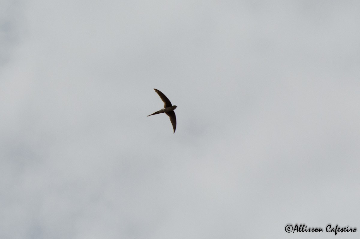 Fork-tailed Palm Swift - ML309338391
