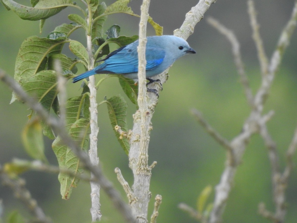 Blue-gray Tanager - ML309344061
