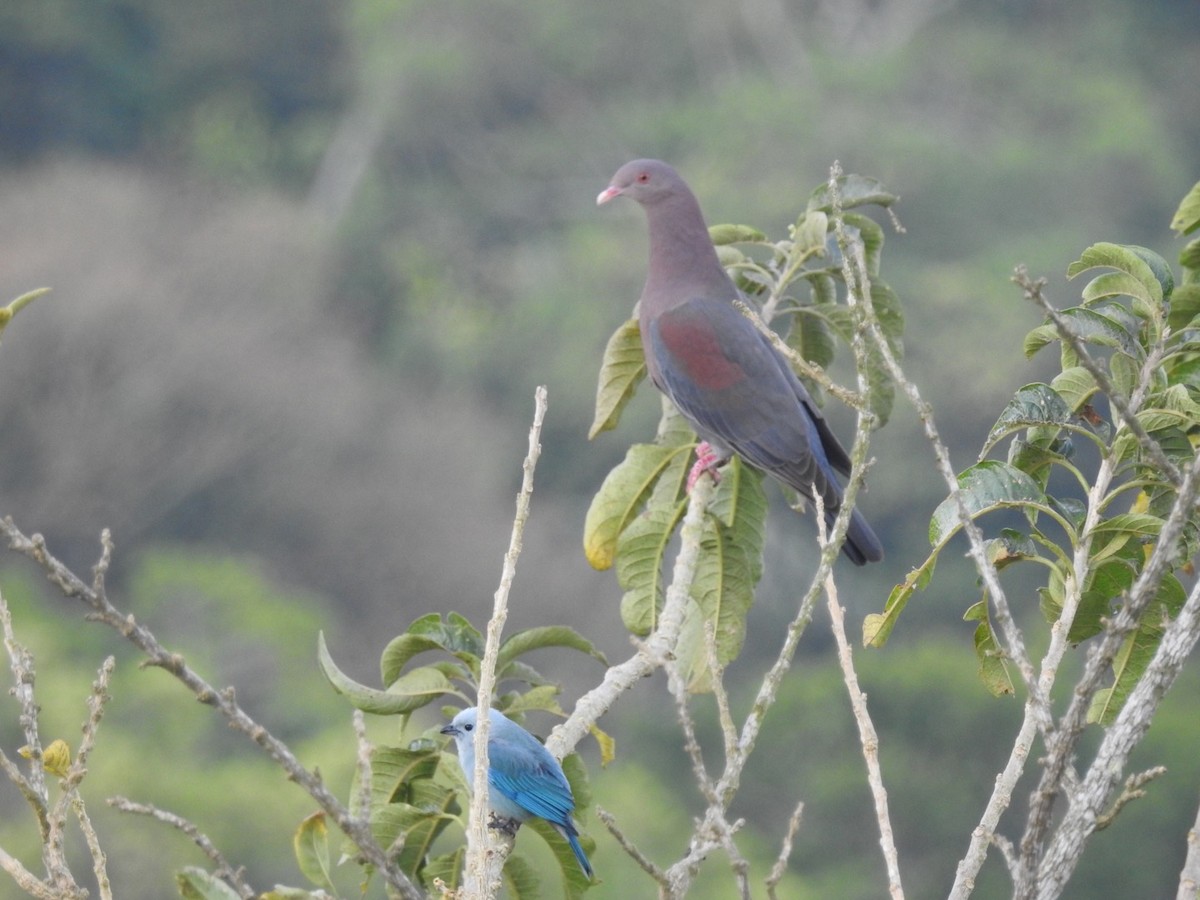 Red-billed Pigeon - ML309344101