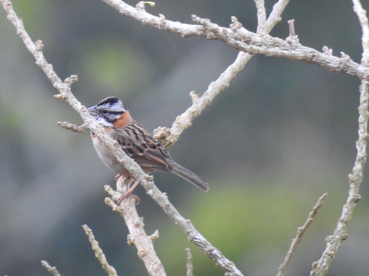Rufous-collared Sparrow - ML309344211