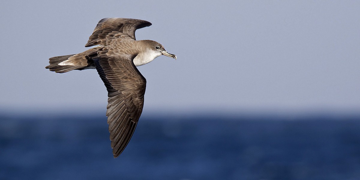 Cape Verde Shearwater - Daniel López-Velasco | Ornis Birding Expeditions