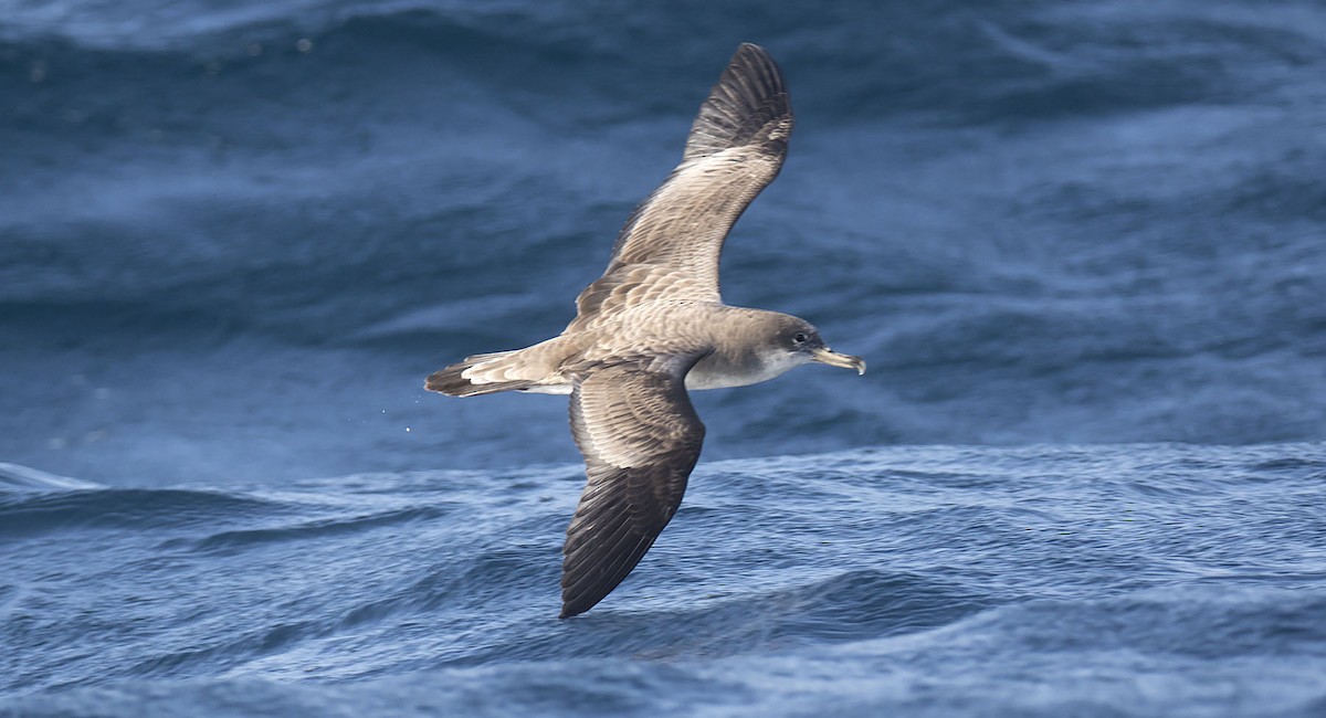 Cape Verde Shearwater - Daniel López-Velasco | Ornis Birding Expeditions