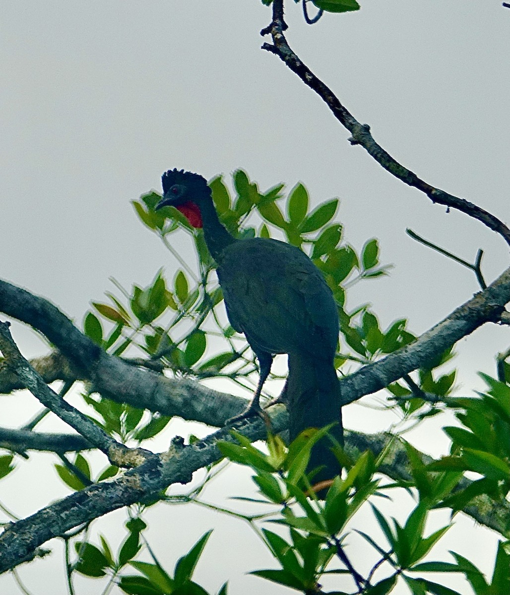 Crested Guan - ML309347691