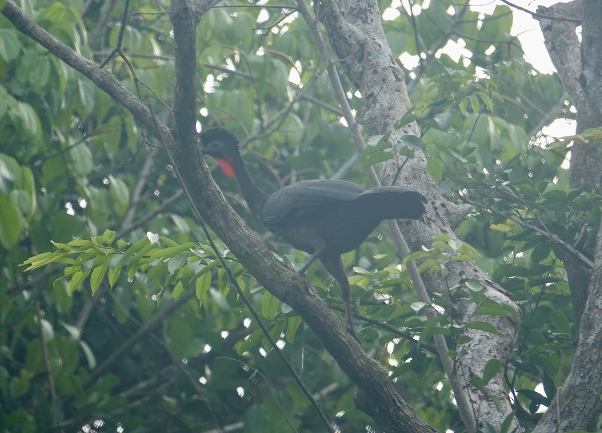 Crested Guan - ML309347711
