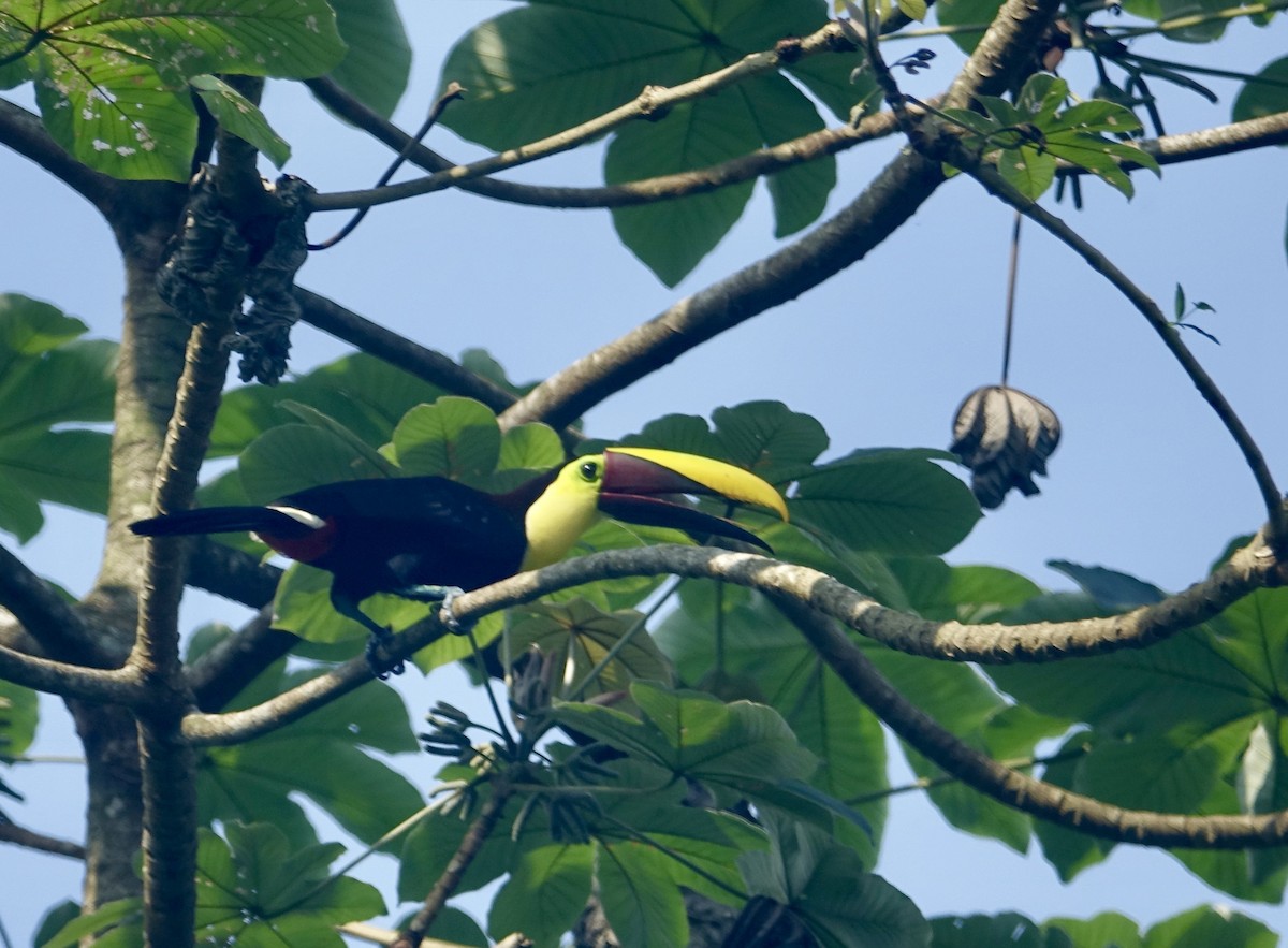Yellow-throated Toucan - Howie Nielsen