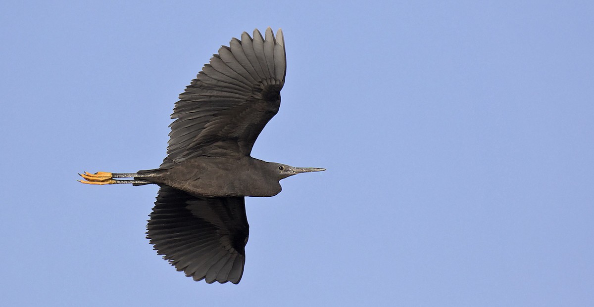 Black Heron - Daniel López-Velasco | Ornis Birding Expeditions