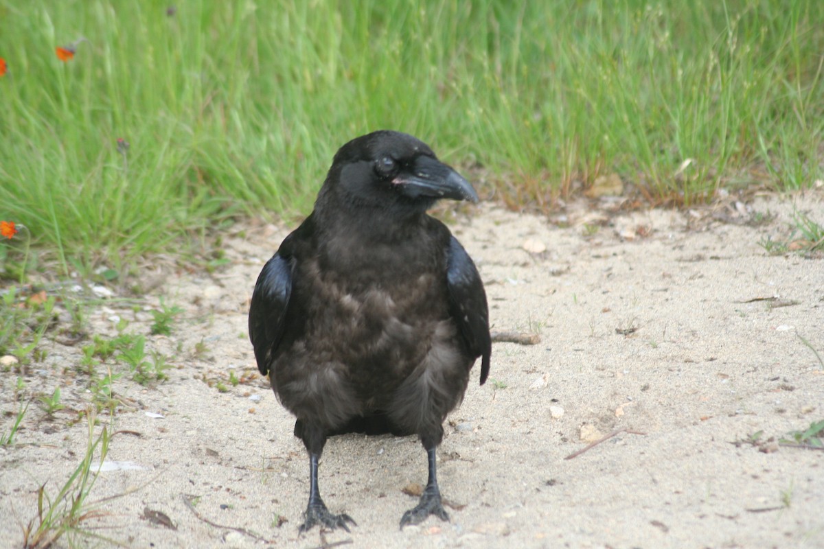 Common Raven - Brendyn Baptiste