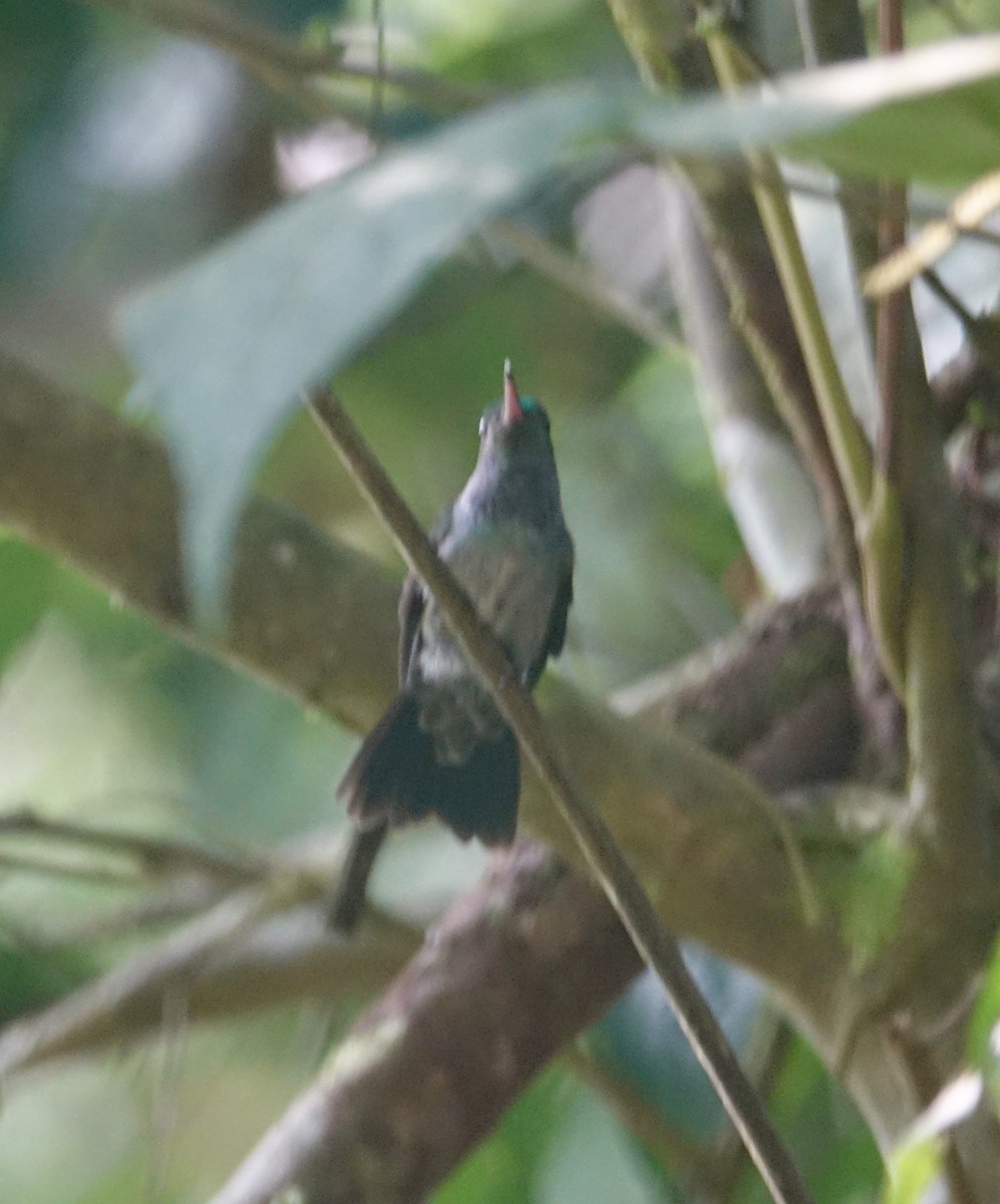 Purple-chested Hummingbird - Howie Nielsen