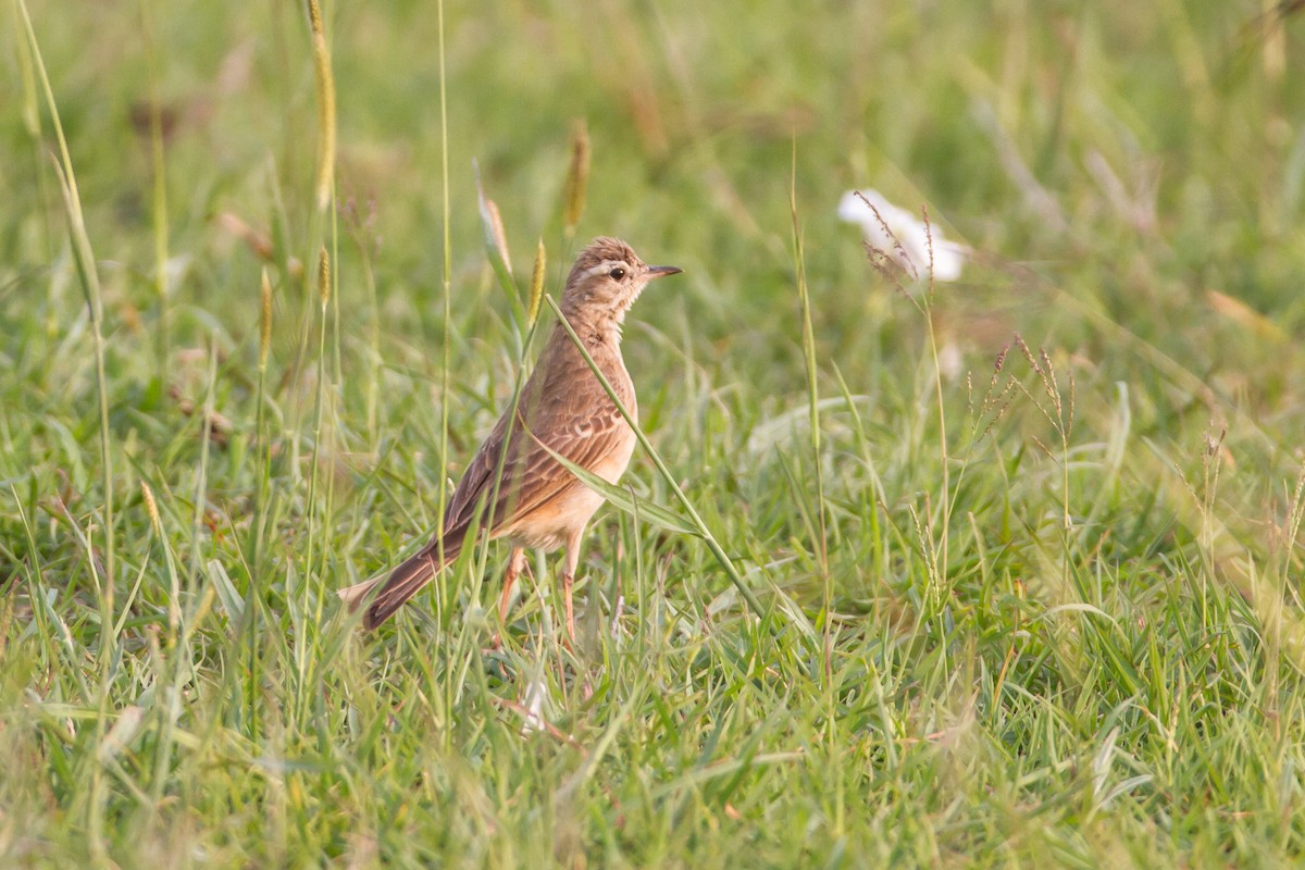 Plain-backed Pipit - Peter Hellman