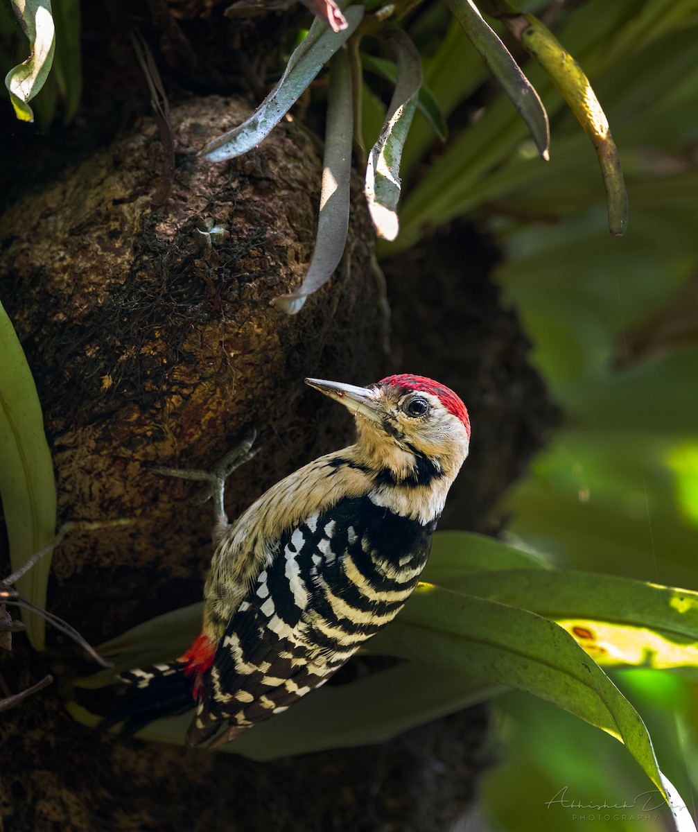 Fulvous-breasted Woodpecker - ML309356561