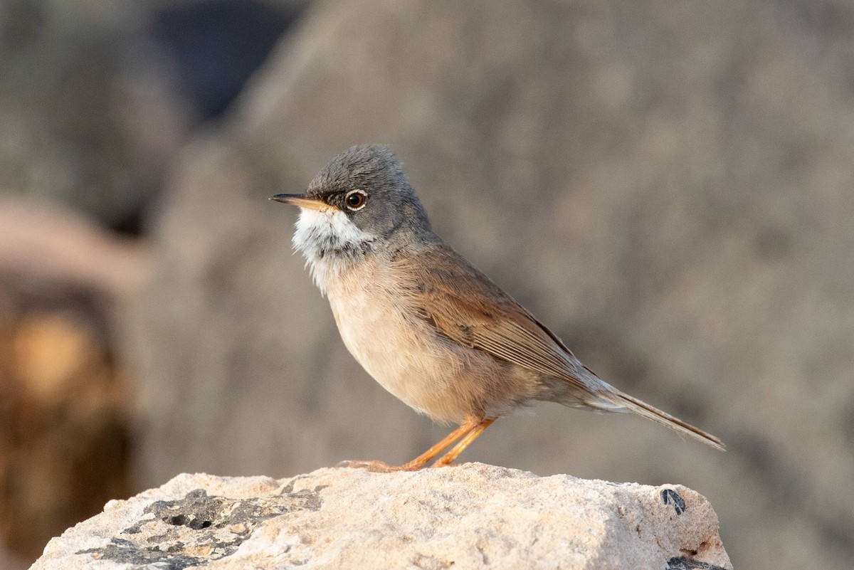 Spectacled Warbler - ML309357451