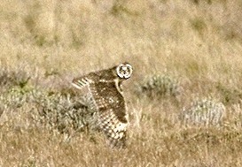 Short-eared Owl (South American) - ML309357811