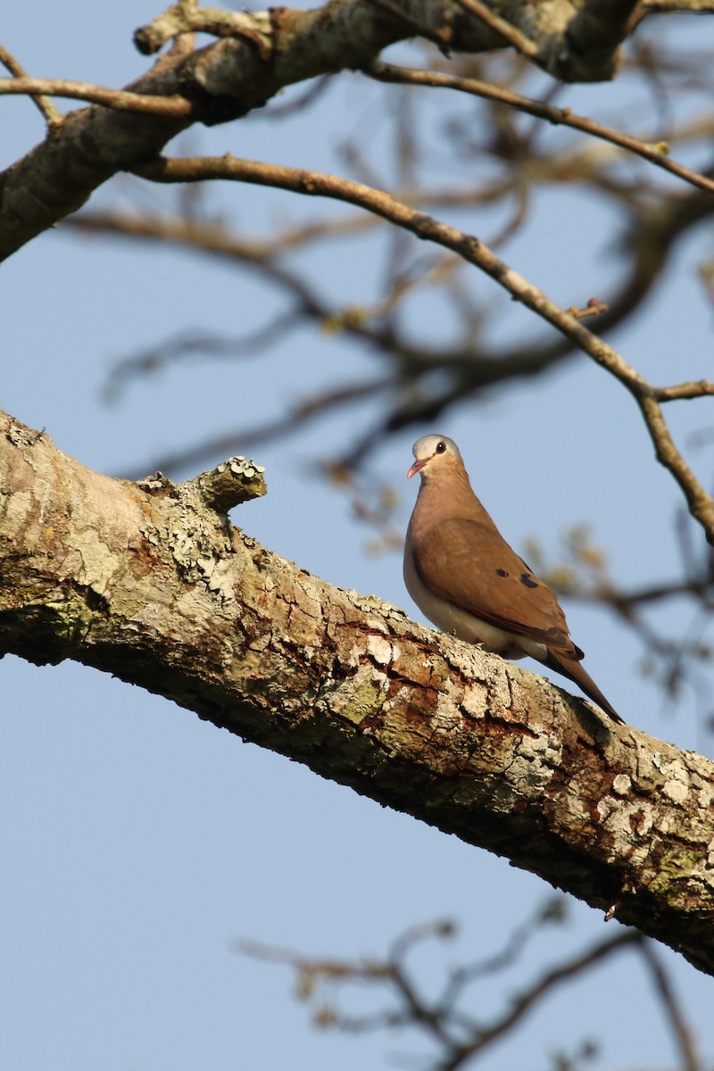 Blue-spotted Wood-Dove - ML309359111