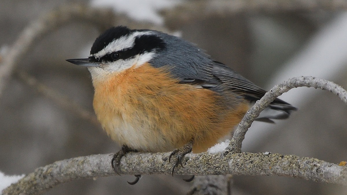 Red-breasted Nuthatch - Steve Butterworth